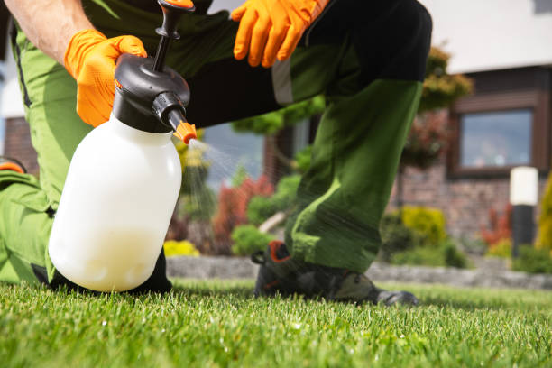 Best Termite Control Services  in Loyola, CA