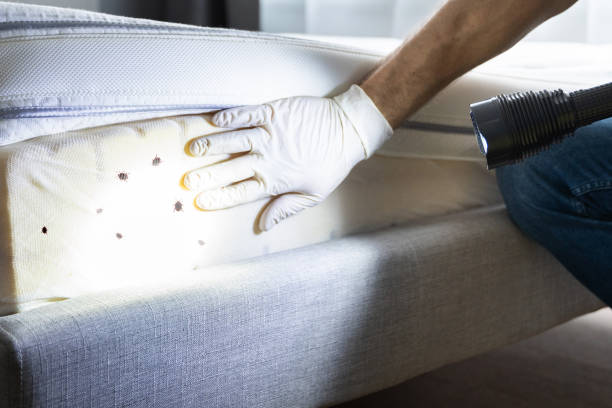 Best Affordable Pest Control Services  in Loyola, CA