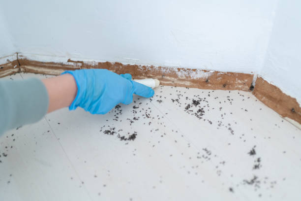 Best Exterminator Services  in Loyola, CA